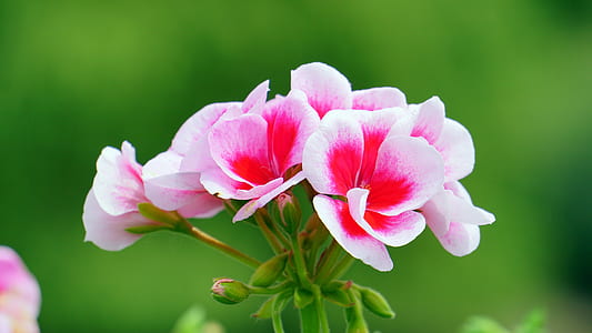 Pink and Red Petal Flower thumbnail