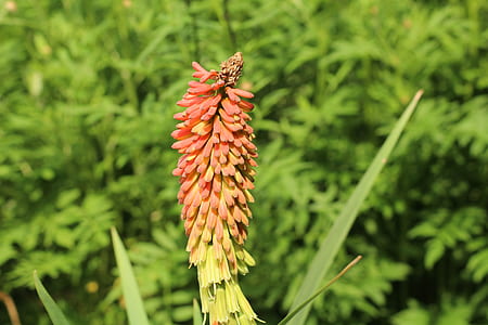 shallow focus photography of plant thumbnail