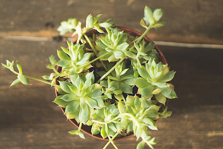 flat-lay photograph of green succulent plant thumbnail