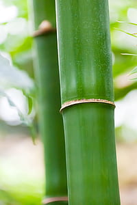 green bamboo pole thumbnail