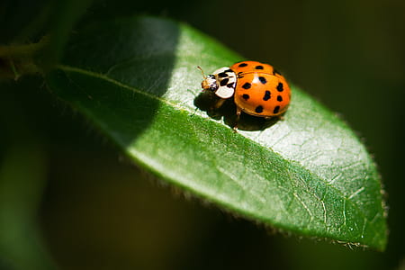macro photography of orange spotted bug on green leaf thumbnail