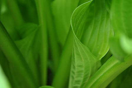 shallow focus photography green leafed plant thumbnail