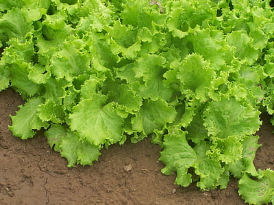 lettuce on soil thumbnail
