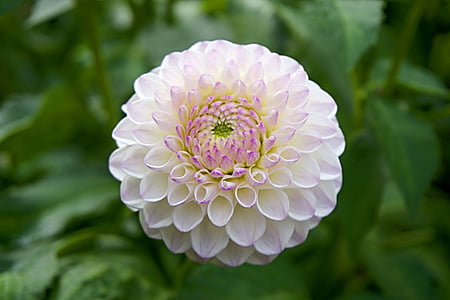 pink and white petaled flower thumbnail