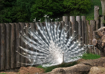 White Peacocks-Hahn, No Albino thumbnail