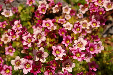 selective focus photography of pink petaled flowers thumbnail