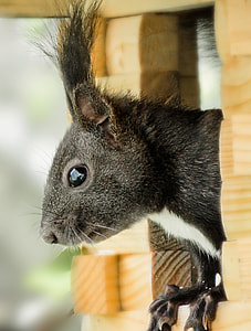 black animal on window thumbnail