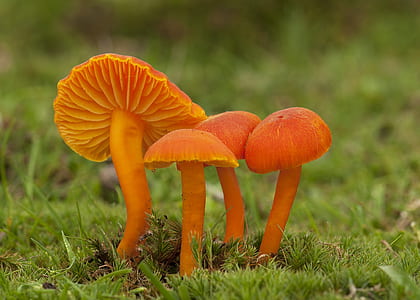 orange fungi on the ground thumbnail