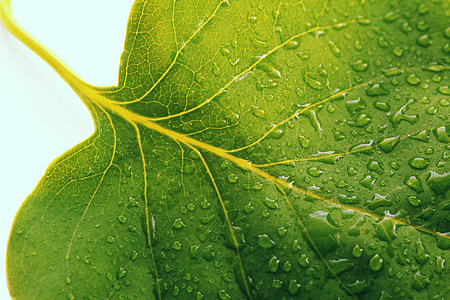 close-up photo of green leaf with water droplets thumbnail