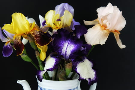 purple, yellow, and white orchids in vase thumbnail