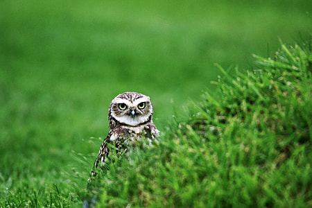 white and brown owl on green grass field thumbnail