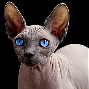 brown sphynx cat with blue eyes thumbnail