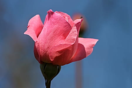 selective focus photography of pink rose flower thumbnail