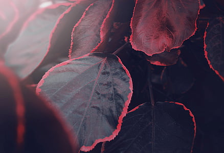 selective focus photography of red leaf plant thumbnail