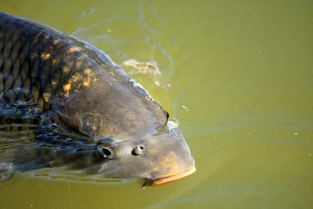 gray fish thumbnail