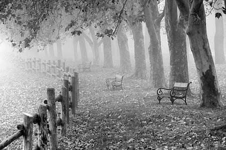 greyscale photo of bench near fence and trees thumbnail