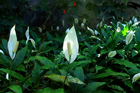 white anthurium flowers thumbnail