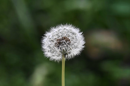 white dandelion thumbnail