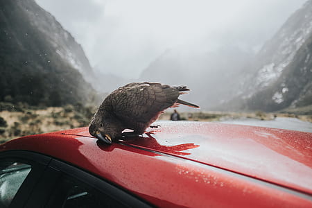 selective focus photography of bird perched on top of red car during day thumbnail