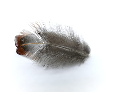 gray feather thumbnail