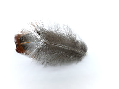 photograph of gray and brown feather thumbnail