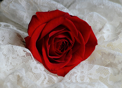red rose on white lace cloth closeup photography thumbnail