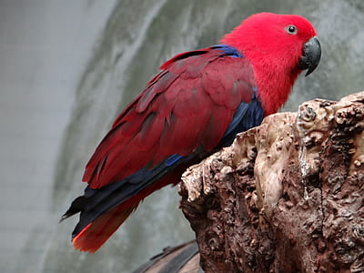 red parrot standing on brown surface thumbnail
