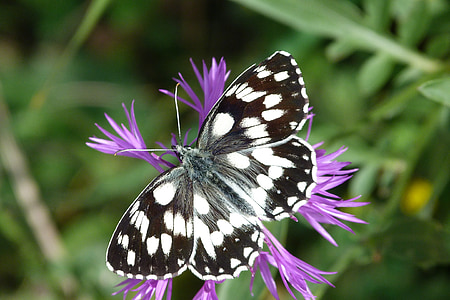 black and white butterfly perched on purple flower in close-up photography thumbnail
