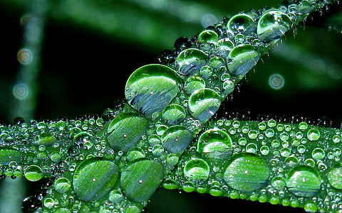 close up photography of dew drops on green plant thumbnail