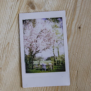 pink flowering tree photo thumbnail