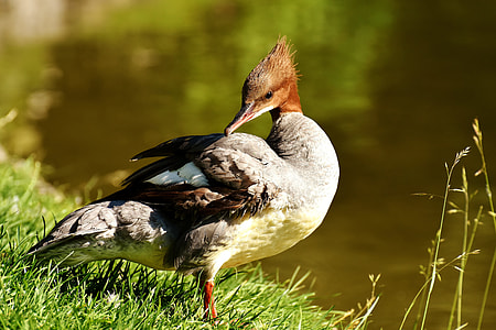 gray and brown duck on grass thumbnail