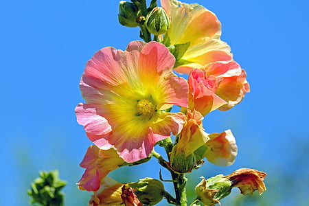 closeup photography pink-and-yellow clustered flower thumbnail
