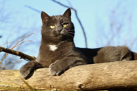 short-fur black cat sitting on tree branch at daytime thumbnail