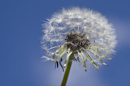 selective focus photography of white dandelion flower at daytime thumbnail