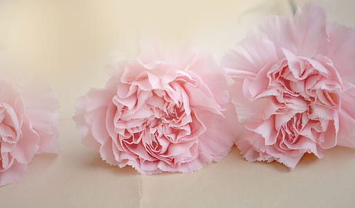 three pink carnation flowers thumbnail