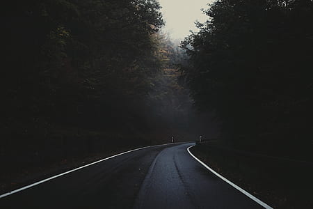 curved road in between trees at daytime thumbnail