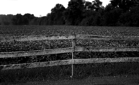 Grayscale Photo of Plants thumbnail