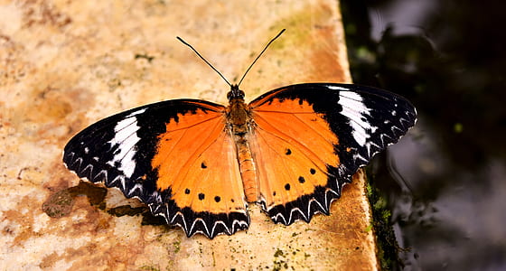 Vanessa Atalanta closeup photography thumbnail