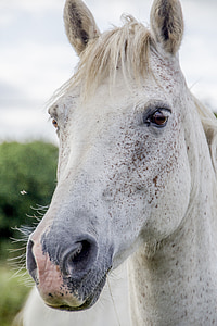 selective focus photo of white horse thumbnail