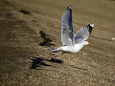 white seagull thumbnail