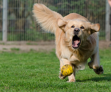 adult golden retriever running on green grass with yellow ball thumbnail
