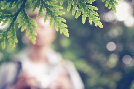 bokeh photography of green leaves thumbnail