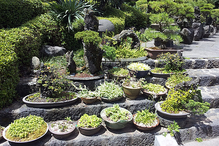 Bonsai, Jeju Island Bonsai thumbnail