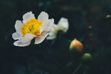 white and yellow petaled flower blooming at daytime thumbnail