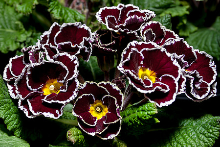 red-white-and-yellow petaled flowers thumbnail