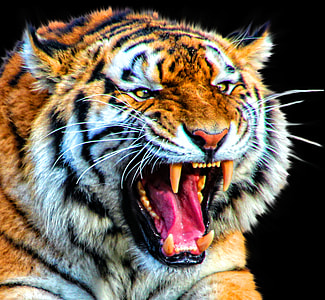 photo of tiger thumbnail