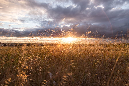 grass field during sunrise thumbnail