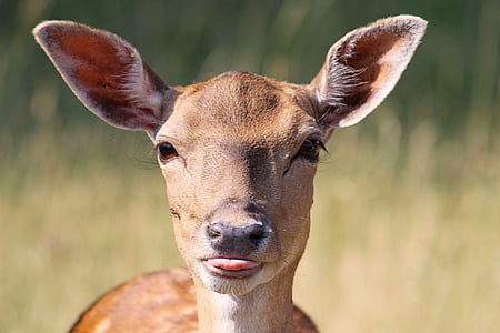 macro photography of brown deer thumbnail