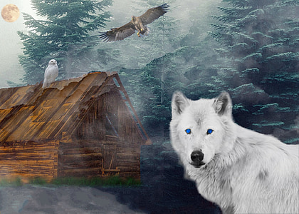 white wolf and wood shack thumbnail