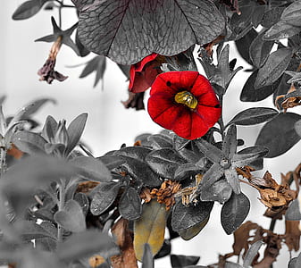 red nasturium flower in selective color photography thumbnail